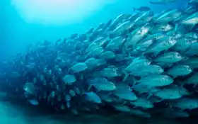 рыба, школа, фото