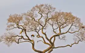 аист, бразиль, галерея