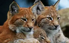 рыба, кот, дикий