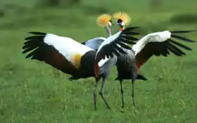 птиха, крейн, Уганда