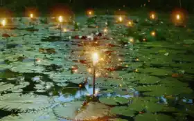 лили, запасные, пачки