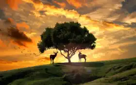 лань, закат, дерево