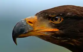 животное, орлан, птица