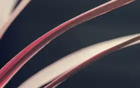 растение, лист, сердцевина