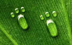 капель, п, федеральный