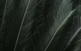 пальмы, пальмы, ветви