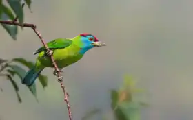 барбет, птица, горло