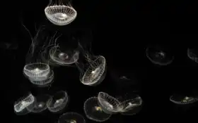 медузы, минимальный, den