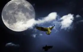 луна, животное, сокол