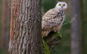 настенный ящик, сова