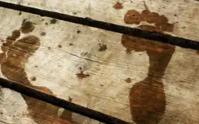 дерево, мост