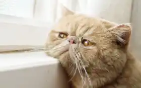 животное, существо