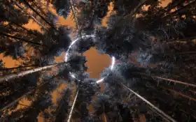 живые, ширины, умеренные