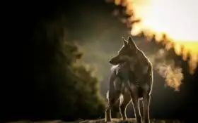 собака, овчарка, закат