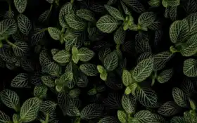 мята, лист, взгляд