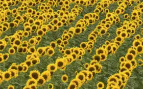 подсолнух, поле, цветы