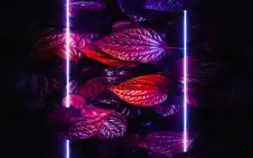 лист, премия, а