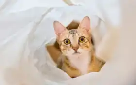 белый, браун