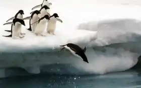 пингвайн, индия, национальный