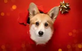 корги, красный