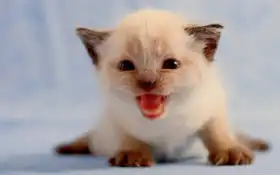 кот, картинка, тыс