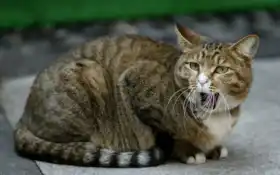 кот, порода