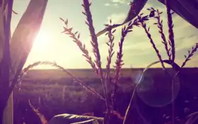 солнце, кожа, свет