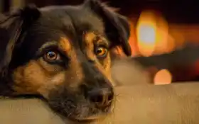 собака, енок, черный