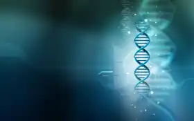 русалка, складка