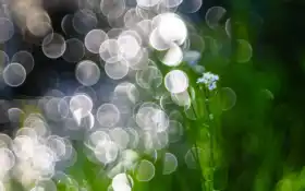 фото, фликер, любимый