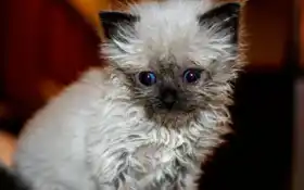 кот, котенок, поднос