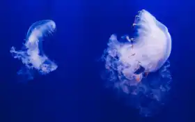океан, глубина, медуз