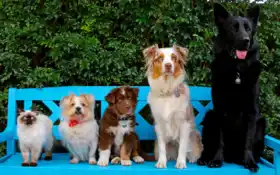 овчарка, австралиец