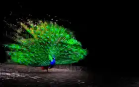 птица, павлин, животное