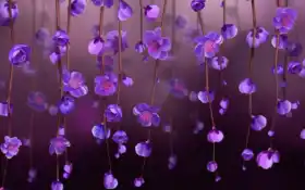 фиолетовый, цвет, весна