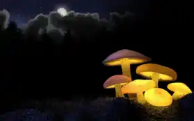 гриб, тростник, желтый