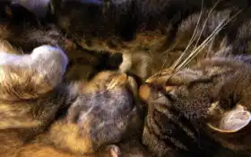 обниматься, прижиматься