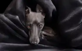 pixabay, greyhound, ento