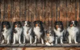 собака, животное, овчарка