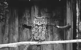 есть черно-белая фотография совы, сидящей на ветке