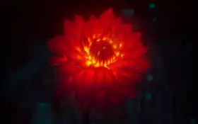 ступни, гоа