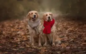 центр, ретривер