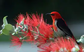 птица, красная, природа