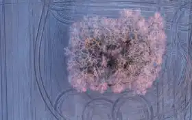 фото, дерево, зима