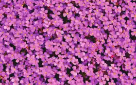 пурпурный, сад