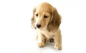 собака, щенок, будды