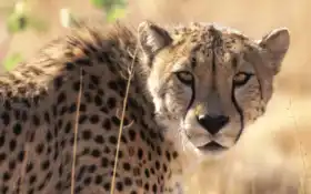 гепард, кот, животное