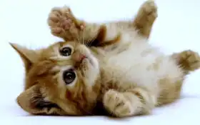 котенок, кот, милый