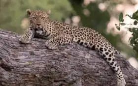 леопард, сафари, дерево