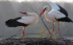 аст, птица, белый